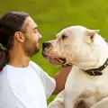 Как да научим глухо куче да изпълнява команди