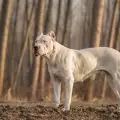 Породи кучета за лов на прасета