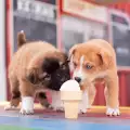 Сладоледът за кучета стана истински хит в Германия