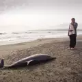 Труповете на делфини продължават да заливат Южното Черноморие