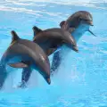 Делфините превъзхождат хората