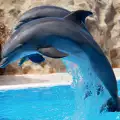 Поведение и характеристика на делфините