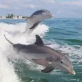 Рибари спасиха бебе делфин и получиха благодарности от неговата майка!