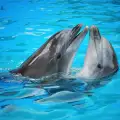 Как дишат делфините?