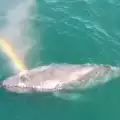 Дрон засне кит, кихащ дъга