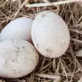 Българин изпочупи яйцата на рядък вид сокол в Русия