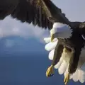 Грабливите птици
