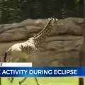 Истинско шоу настъпи с животните при слънчевото затъмнение в Нашвил