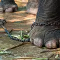 Тази фотография запечата ужаса на слоновете в Индия