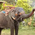 Разбеснял се слон стъпка турист в Тайланд