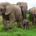 Слонче се роди в белгийски зоопарк