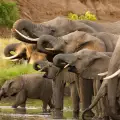 Днес е Световният ден на слона