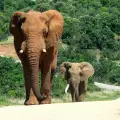 Слоница преби до смърт бик