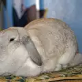 Най-популярните породи зайци