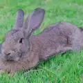 Кога зайците издават звуци?