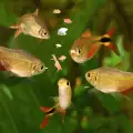 Кои са тревопасните аквариумни рибки?