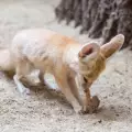 Ужас! Жена направи пустинната си лисица веган