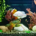 За поведението на рибите в аквариума