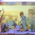 Подходящи ли сте за отглеждане на аквариумни рибки?