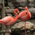 Къде можем да видим фламинго?