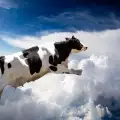 Крава-беглец умря от стрес
