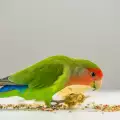 Отровни храни за папагалите