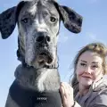 Запознайте се с Фреди – най-голямото куче в света