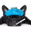 Каква е нормалната телесна температура при кучето?
