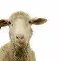 Овца с уникално умение смая света