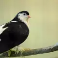Как да отглеждаме гълъби