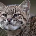 Котка на Жофроа (Geoffroy cat)