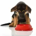 Колко вода трябва да пие кучето?