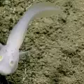 Невероятно! Откриха риба-призрак при обследване на Марианската падина
