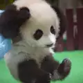 Пухкаво бебе панда се превърна в сензация! Вижте го! (СНИМКИ)