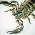 Ужасяващ гигантски скорпион е кръстосвал древните морета