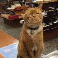 Улична котка се превърна в топ служител на магазин