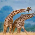 Разкриха колко вида жирафи обитават планетата
