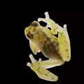 Нов вид стъклена жаба озадачи учени