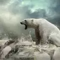 Бракониери обезглавяват полярни мечки
