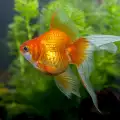 Мъжка или женска златна рибка имам