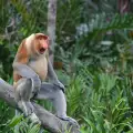 Ревящите маймуни крият срамна тайна