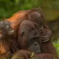 Почина най-възрастният орангутан в света