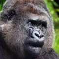 Почина горилата Коко, владееща жестомимичния език