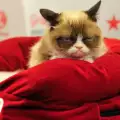 Гръмпи Кет в Лондон подлуди феновете на сърдитата котка