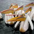 Колония от розови пеликани пристигна в резерват Сребърна