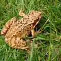 Интересни факти за жабите, които може би не знаете