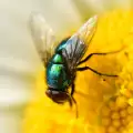 Зелена муха - всичко за насекомото