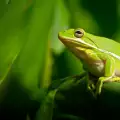 Опасно заболяване застрашава популацията на жабите