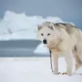 Гренландско куче