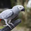 Заблуден папагал се мисли за пиле